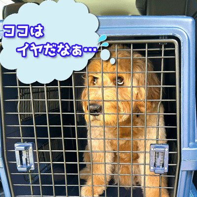 居心地が悪いケージ